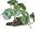 REPTO Plant on Deco, Begonia