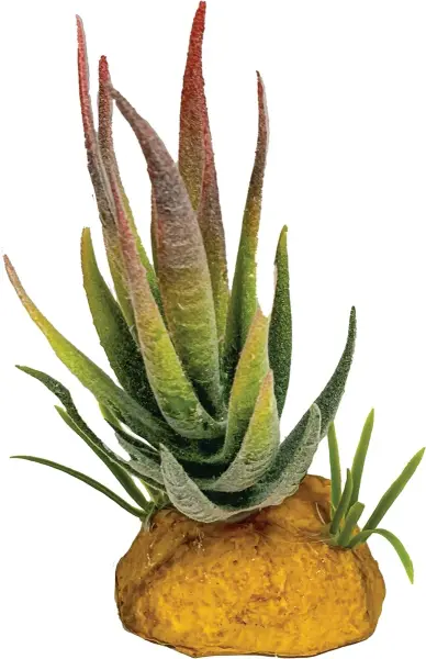 REPTO Plant Aloe Red tip 11cm
