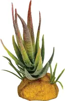 REPTO Plant Aloe Red tip 11cm