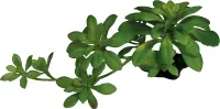 REPTO Plant Succulent green XL