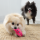 KONG Snuzzles Mini Pig XS