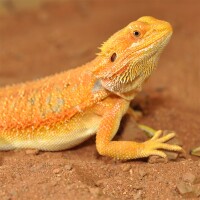 HabiStat Bearded Dragon Bedding, Bartagamen Substrat 5kg