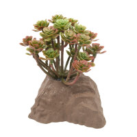 Lucky Reptile Steinpflanze (ca. 10cm)