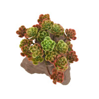 Lucky Reptile Steinpflanze (ca. 10cm)