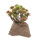 Lucky Reptile Steinpflanze (ca. 10cm)