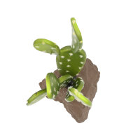 Lucky Reptile Biberschwanzkaktus (ca. 15cm)