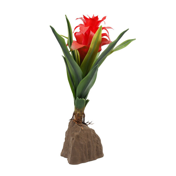 Lucky Reptile Bromelie groß, rot (ca. 30cm)
