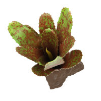 Lucky Reptile Bromelie Neoregelia, grün (ca. 20cm)