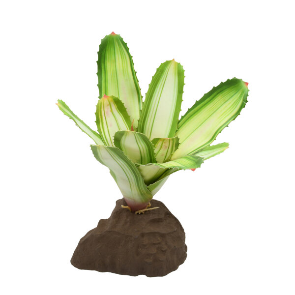 Lucky Reptile Bromelie Neoregelia, weiß (ca. 20cm)