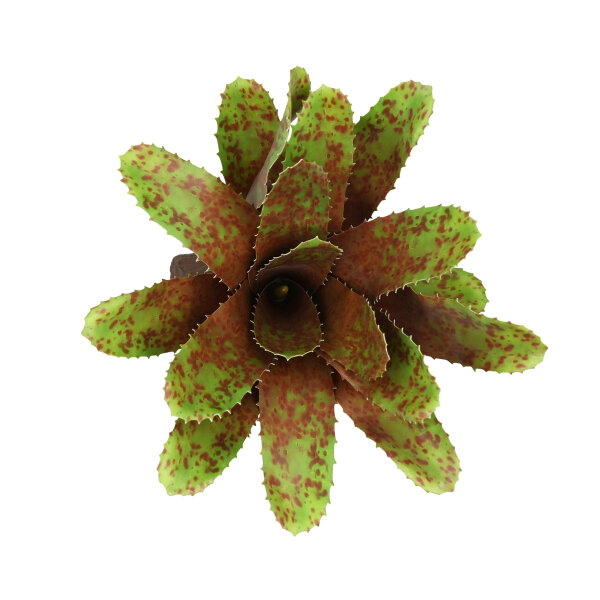 Lucky Reptile Bromelie Neoregelia groß (ca. 28cm)