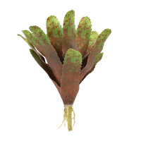 Lucky Reptile Bromelie Neoregelia groß (ca. 28cm)