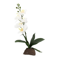 Lucky Reptile Orchidee klein, weiß (ca. 35cm)