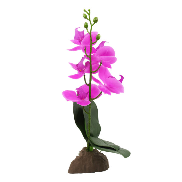 Lucky Reptile Orchidee klein lila (ca. 35cm)