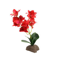 Lucky Repile Orchidee groß, rot (ca. 30cm)