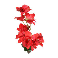 Lucky Repile Orchidee groß, rot (ca. 30cm)