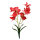 Lucky Repile Orchidee groß, rot (ca. 30cm)