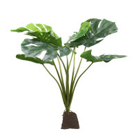 Lucky Reptile Monstera (ca. 60cm)