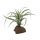 Lucky Reptile Tillandsie (ca. 20cm)