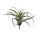 Lucky Reptile Tillandsie (ca. 20cm)