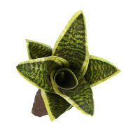Lucky Reptile Sanseviera (ca. 20cm)