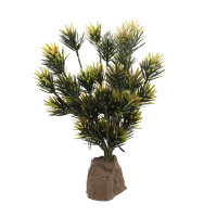 Lucky Reptile Podocarpus (ca. 40cm)