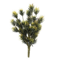 Lucky Reptile Podocarpus (ca. 40cm)