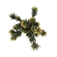 Lucky Reptile Podocarpus (ca. 40cm)