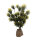 Lucky Reptile Podocarpus (ca. 40cm)