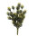 Lucky Reptile Podocarpus (ca. 40cm)