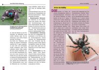 NTV Art für Art Springspinnen (Tim L. Heller & Tanja Matzeck)