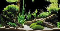 Superfish Deko Poster G1 (60x30cm)