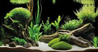 Superfish Deko Poster G4 (120x49cm)
