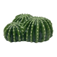 Hobby Cactus Home 5 (12,8x12,5x5,8cm)