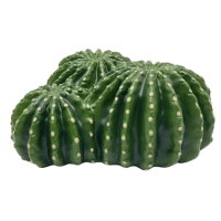 Hobby Cactus Home 6 (17,5x17x8cm)