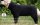 actionfactory medi cape, M, black