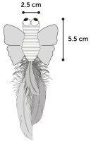 Schmetterling Alea, grün/orange,17cm