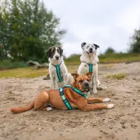 anny-x Brustgeschirr Fun Ozean L