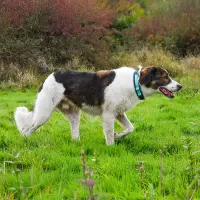 anny-x Steckhalsband Fun Ozean  5