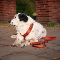 anny-x Führleine Bolt Fun Ahorn Middle