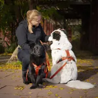 anny-x Führleine Bolt Fun Ahorn Middle