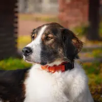 anny-x Steckhalsband Fun Ahorn 5