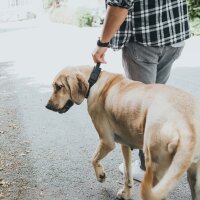 Hunter HB Larvik mit Griff 60/M-L Rindsleder schwarz/schwarz