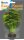 Superfish Easy Plants Seide 13cm Nr. 5