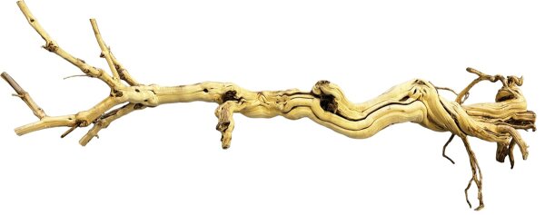 REPTO Drachenbaum 90-105cm