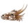 Hobby Dragon Skull M (19,5x14,5x13,5cm)