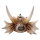 Hobby Dragon Skull M (19,5x14,5x13,5cm)