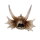 Hobby Dragon Skull L (28,5x21,5x19,5cm)