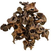 Hobby Jungle Star Flowers (25 Stück)