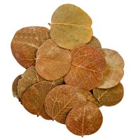 Hobby Orchid Tree Leaves (25 Stück)