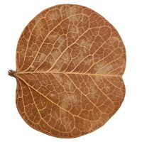 Hobby Orchid Tree Leaves (25 Stück)